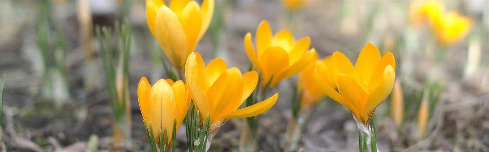 Crocus, Croco, Crocus chrysanthus
