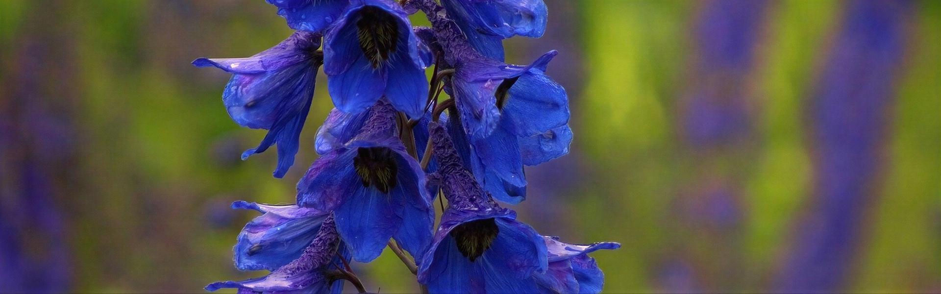Delphinium cultorum, Delfinio, Espuela de caballero