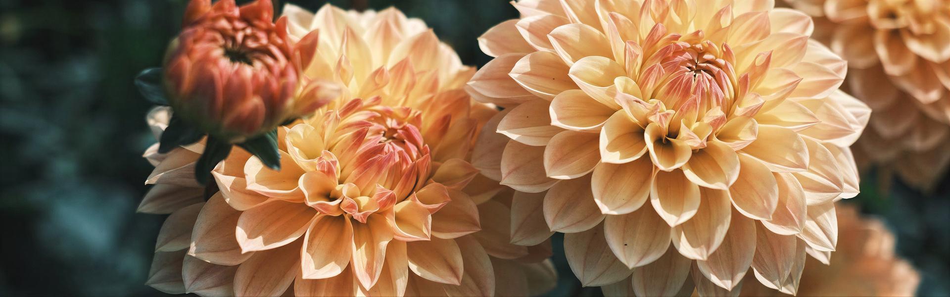 Dalia, Dahlia pinnata