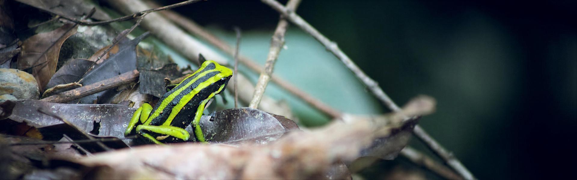 Repelente de reptiles, geckos y sapos (no tóxico)