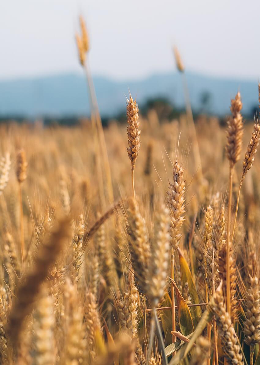 Campos agrícolas con diatomeas