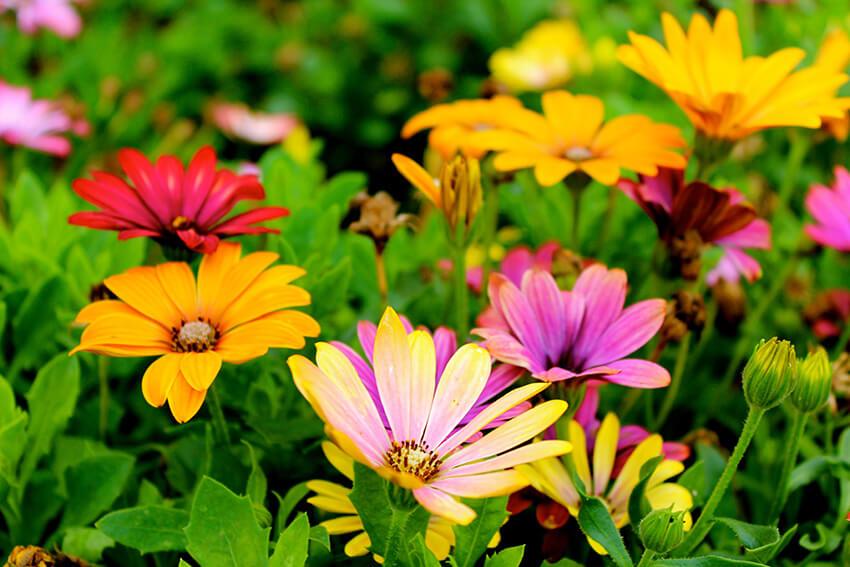 Jardines y Huertas
