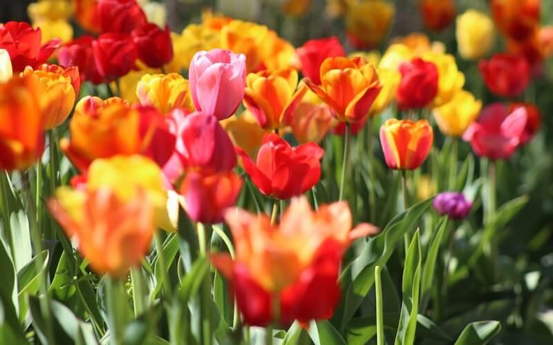 Jardín con aplicación de diatomeas