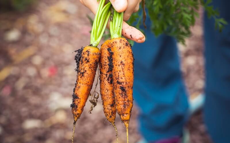 Producción frutihortícola con diatomeas