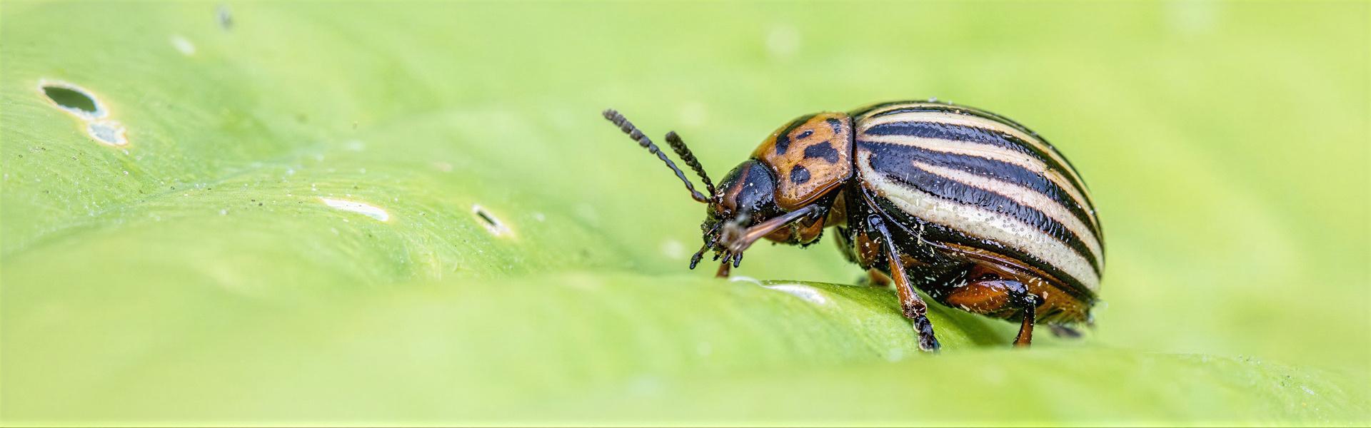 Porque utilizar Tierra de Diatomea y no Plaguicidas