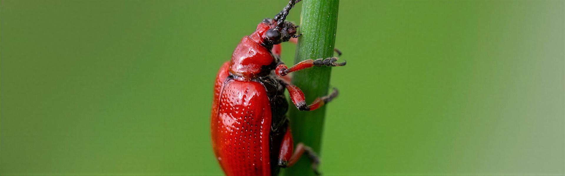 Trips, otro insecto dañino que ataca a todo, en nuestro jardín.