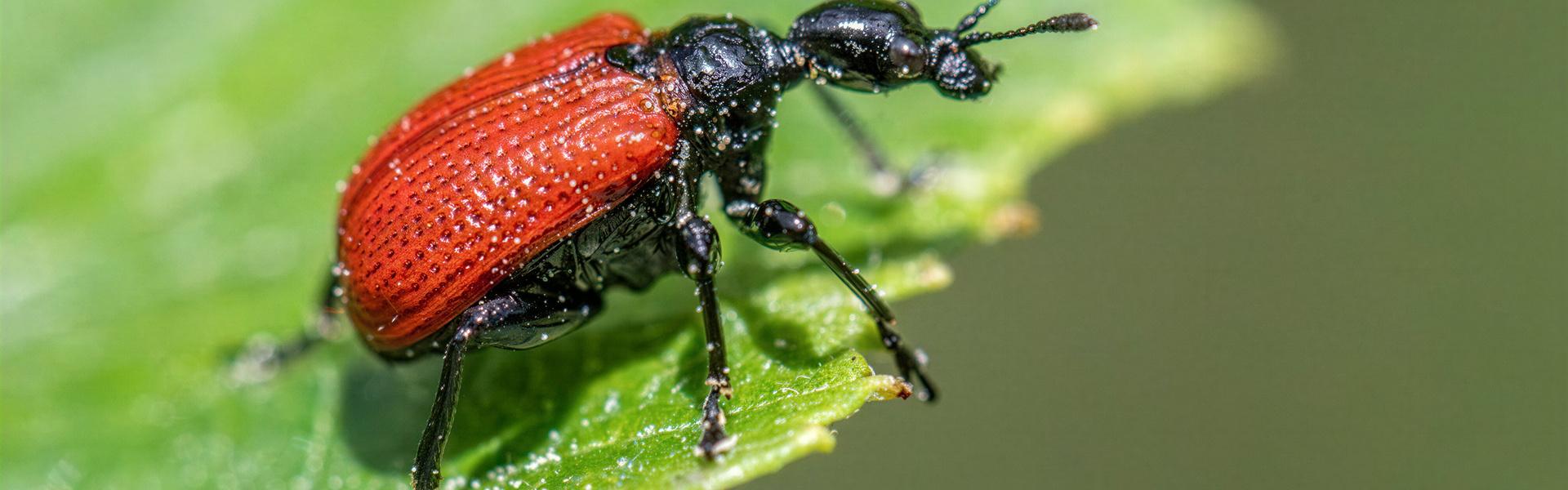 Mosca de la Fruta, devastadora para los Frutales.
