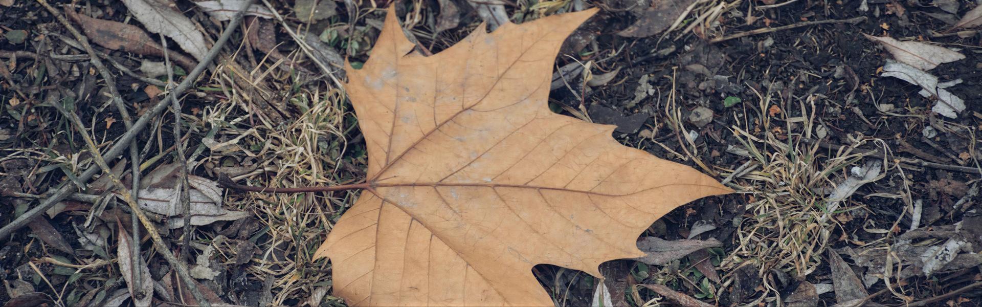 Otoño, como aprovechar las hojas secas
