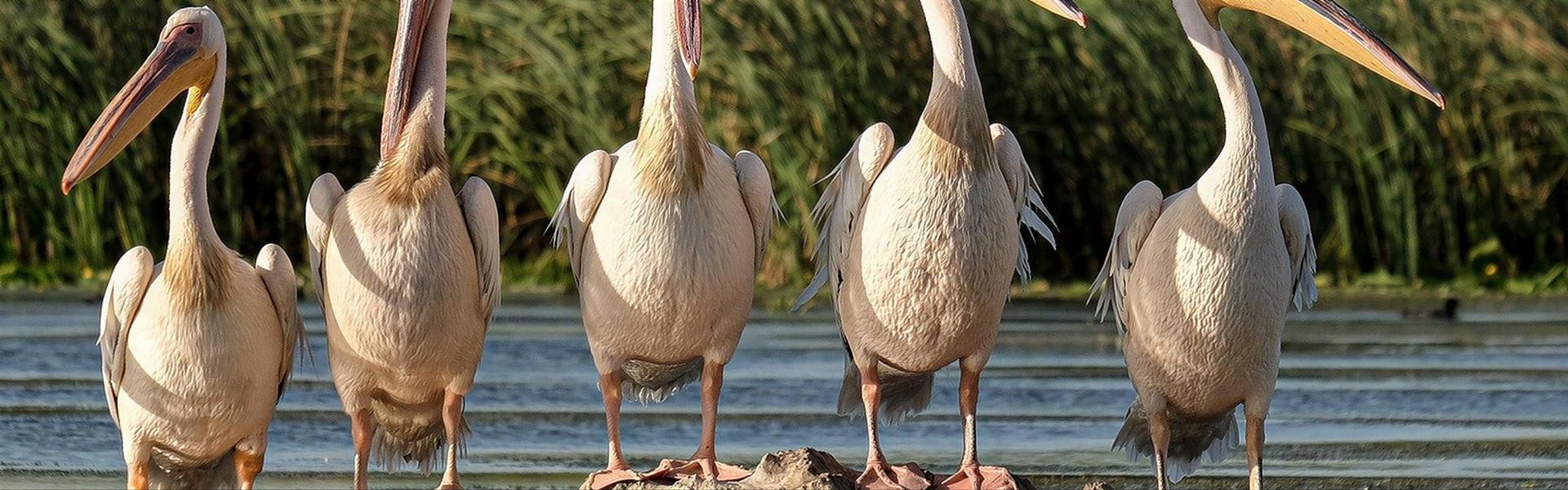 Por qué necesitamos salvar la Reserva del Puerto de Mar del Plata