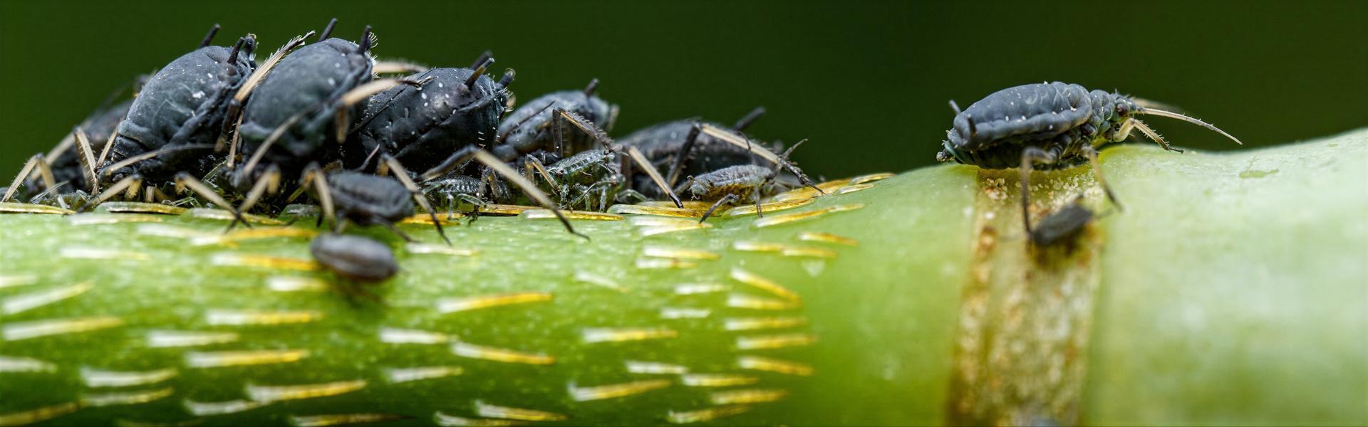Diferentes tipos de Insectos y sus consecuencias.