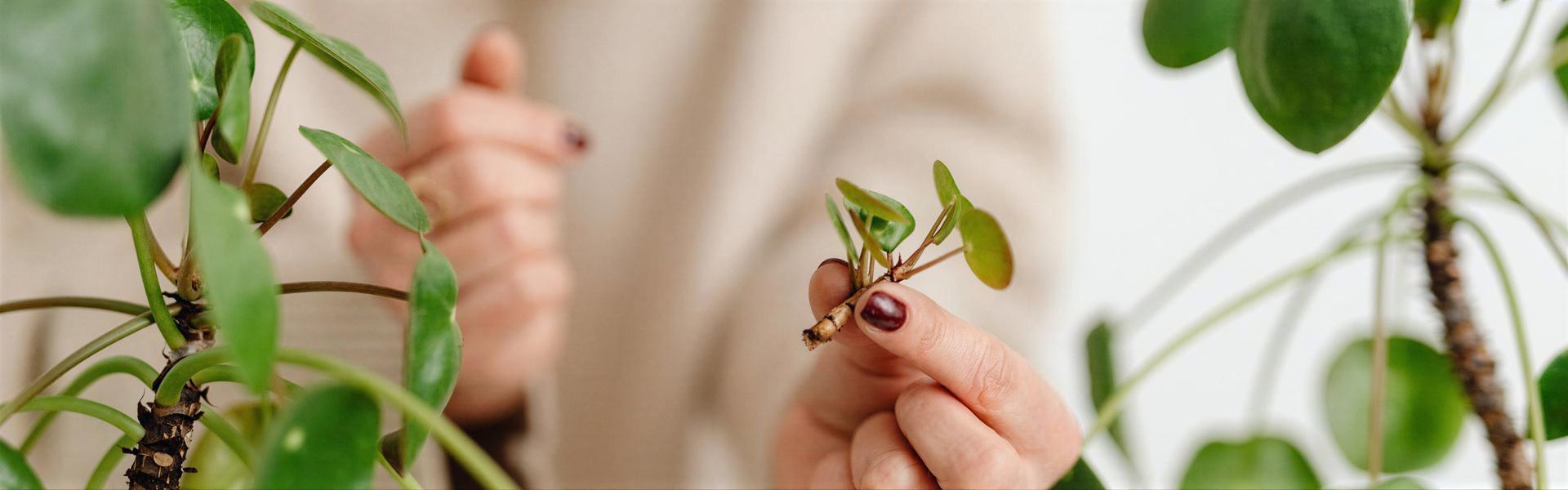 Material y métodos para plantar – Por Esquejes –