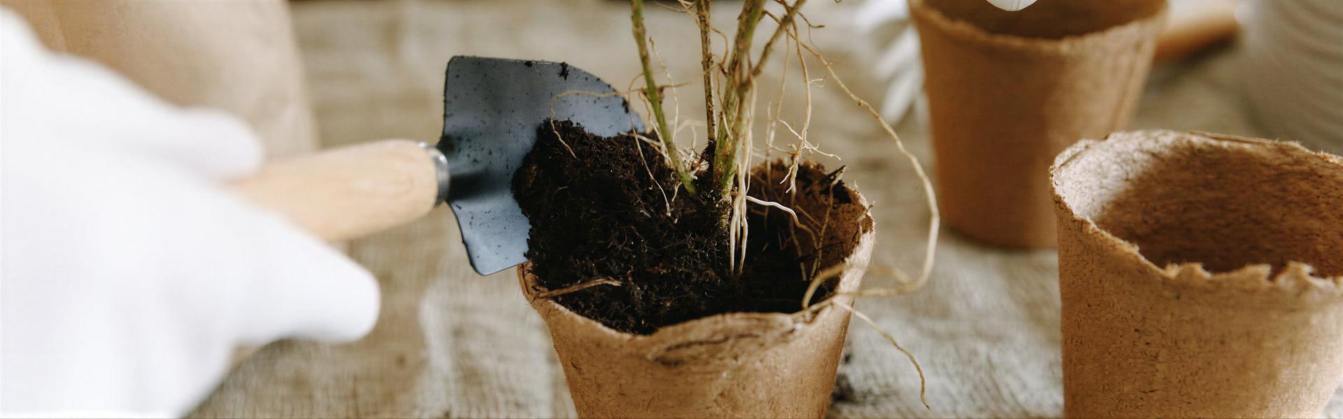 Material y métodos para plantar – Plantas de raìces con Tierra –