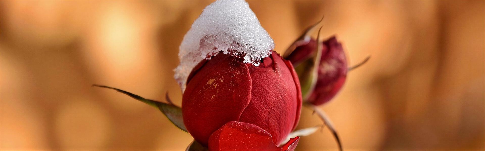 Invierno, es tiempo de …….. ( 1ra. entrega )