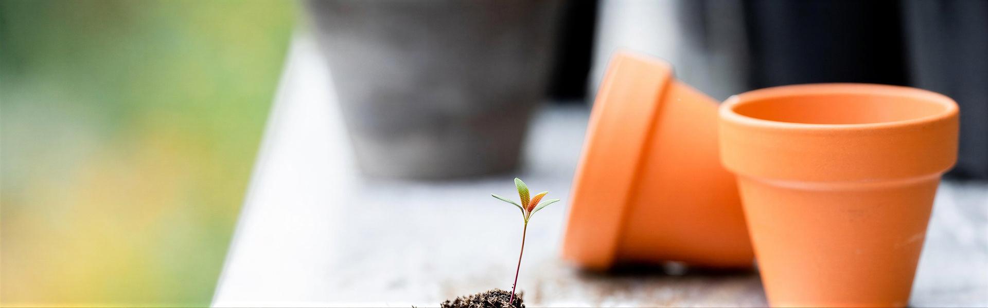 Elección de las plantas adecuadas según el tipo de suelo ( Arcilloso ).