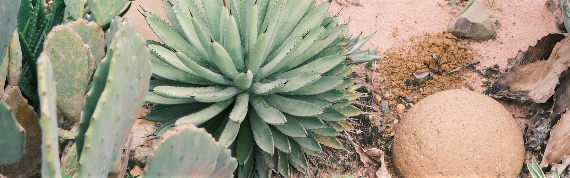 Elección de las plantas adecuadas según el tipo de suelo ( Arenoso ).