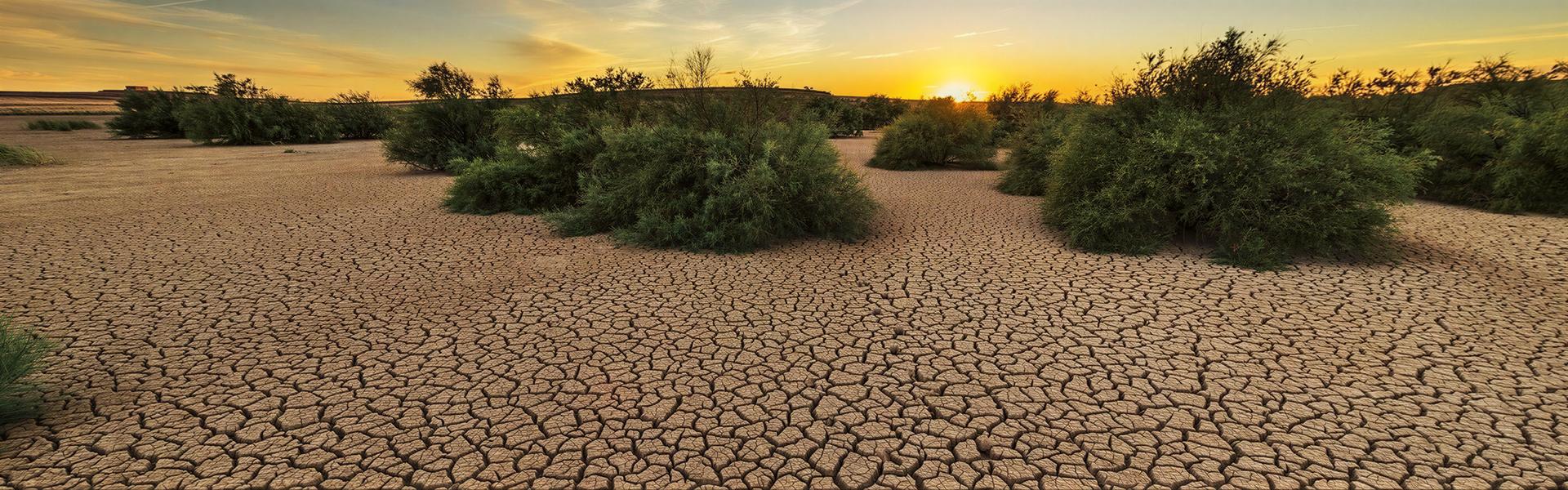 Elección de las plantas adecuadas según el tipo de suelo ( Calcareo ).