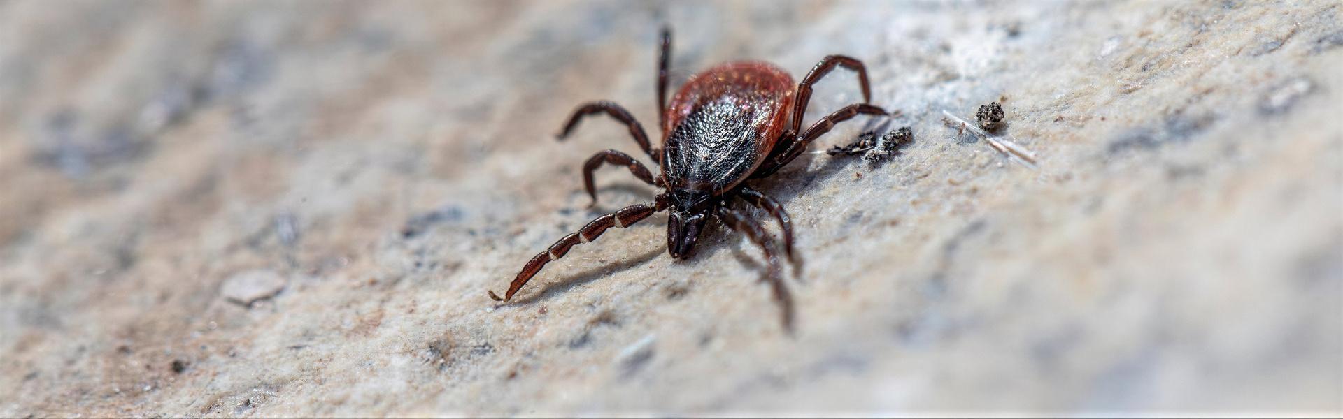 La Vinchuca (Triatoma infestans) y el Mal de Chagas.