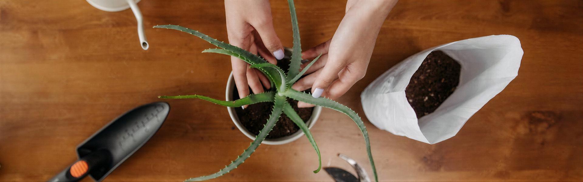 Consejos para plantar Perennes