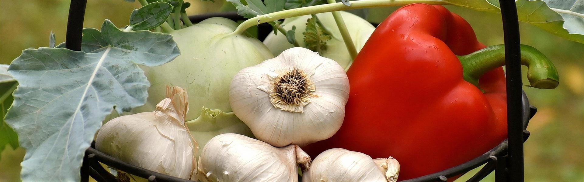Nutrientes esenciales para un mejor crecimiento de las plantas.