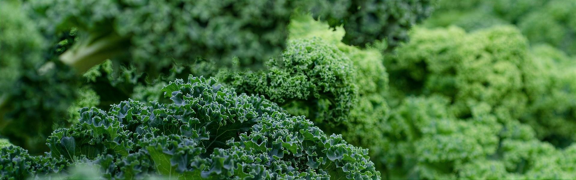 Semillas de: Kale var. Enana Rizada Orgánica