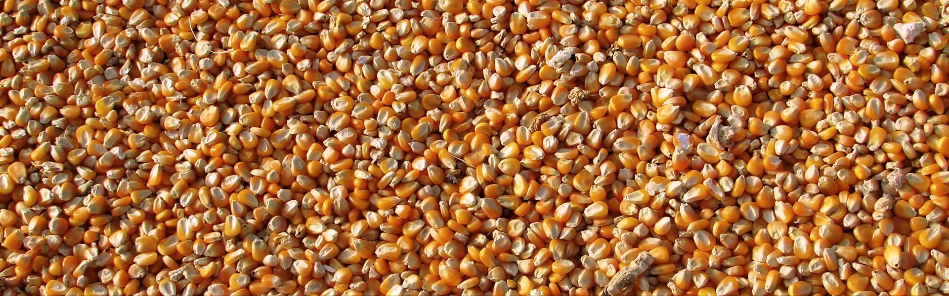 Evaluación del efecto de la Tierra de Diatomeas s/población de insectos en semillas de maíz almacenado.