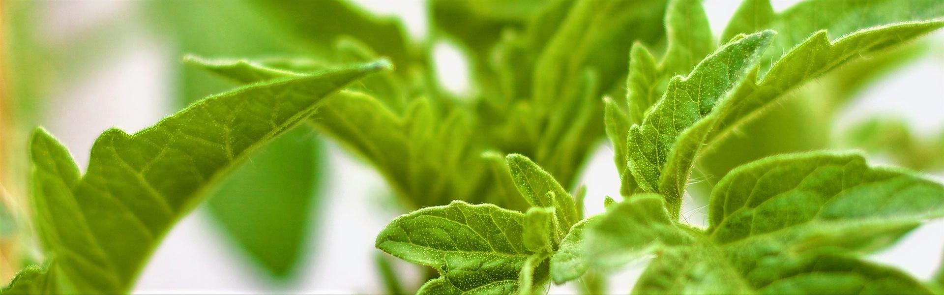 Trips, distintos tipos en nuestra huerta y jardín.