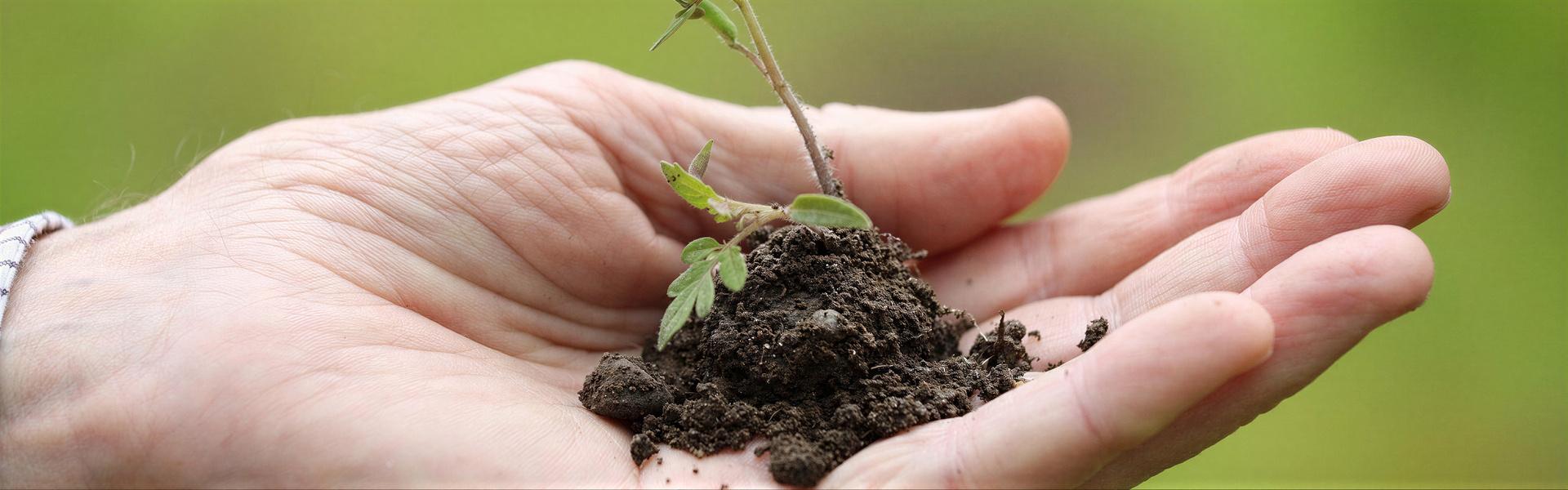 Listado de plantas con “Flores” que pueden cultivarse en Argentina, letra “A”.