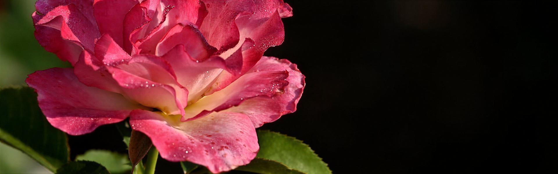 Listado de plantas con “Flores” que pueden cultivarse en Argentina, letra “C”.