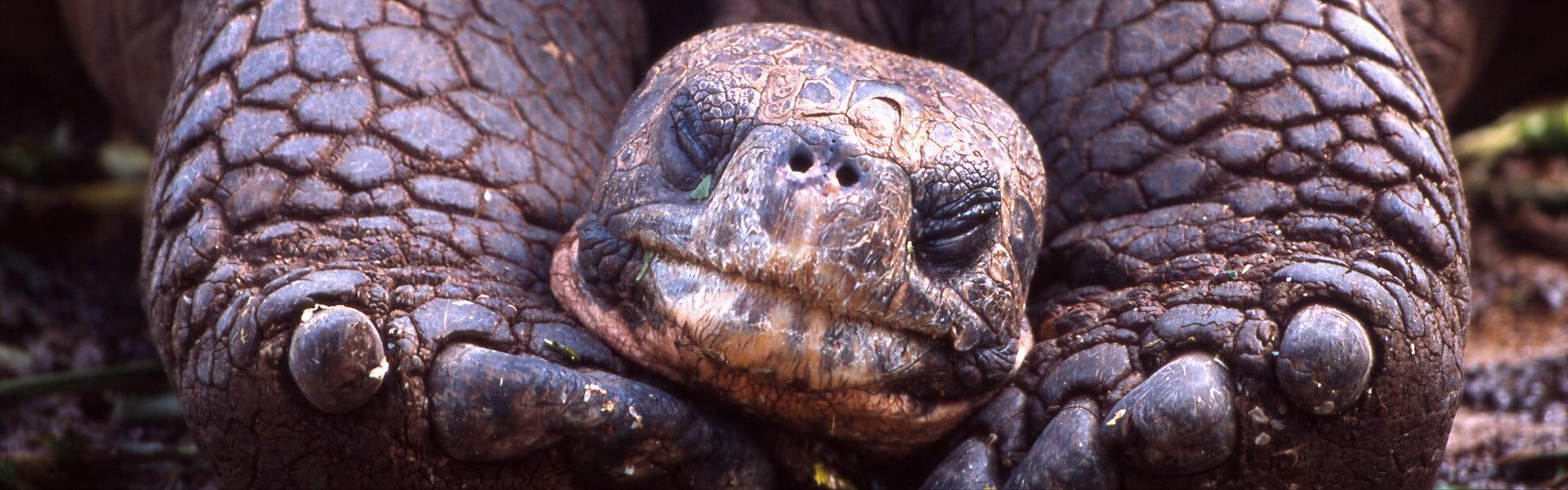La sexta extinción biológica ya está en marcha, alarman los científicos.