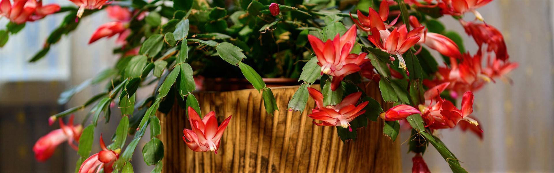 En el jardín: que hacer, que no hacer, mentiras y verdades (2da. Entrega)