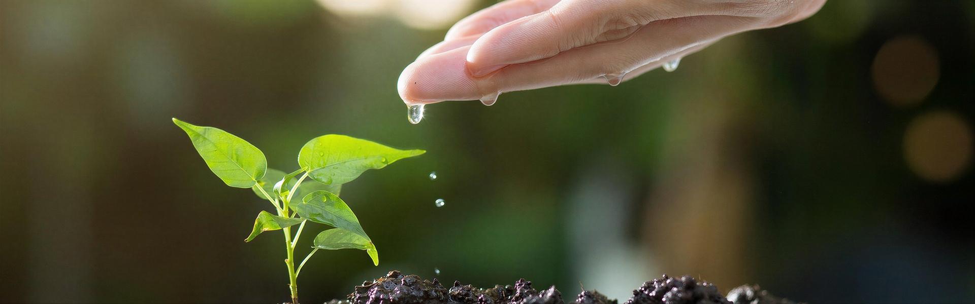 En el jardín: que hacer, que no hacer, mentiras y verdades (4ta. Entrega)