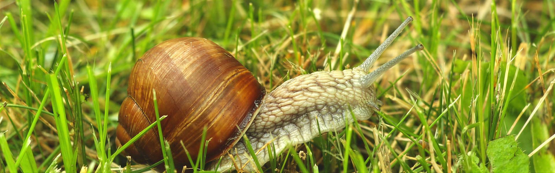 El Caracol, un devastador de jardines.