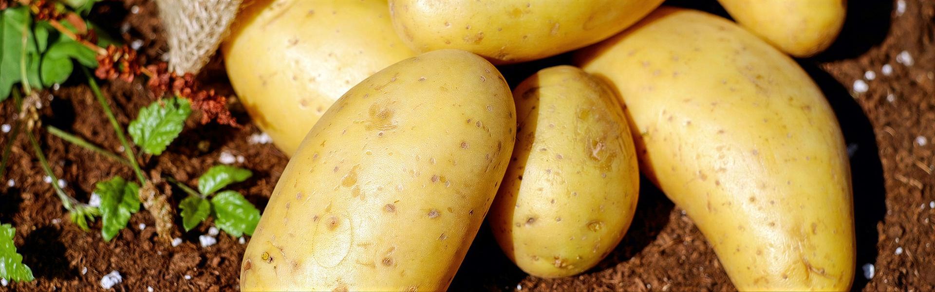 Guía (fotos) como aplicar Tierra de Diatomeas como Fertilizante Orgánico