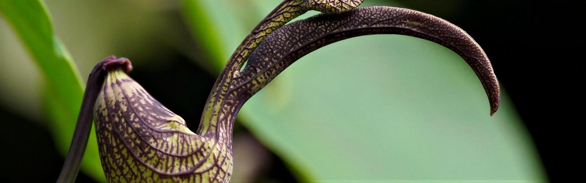 Flores y plantas nativas de Argentina (Flor de Patito - Aristolochia fimbriata)