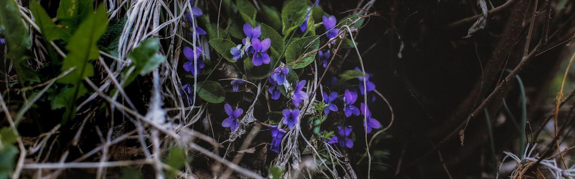 Flores y plantas nativas de Argentina (Santa Lucía - Tripogandra diuretica)