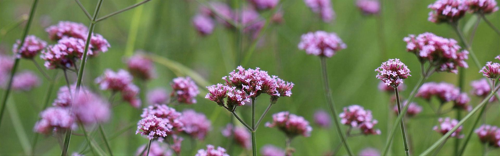 Flores y plantas nativas de Argentina (Verbena - Verbena bonariensis)
