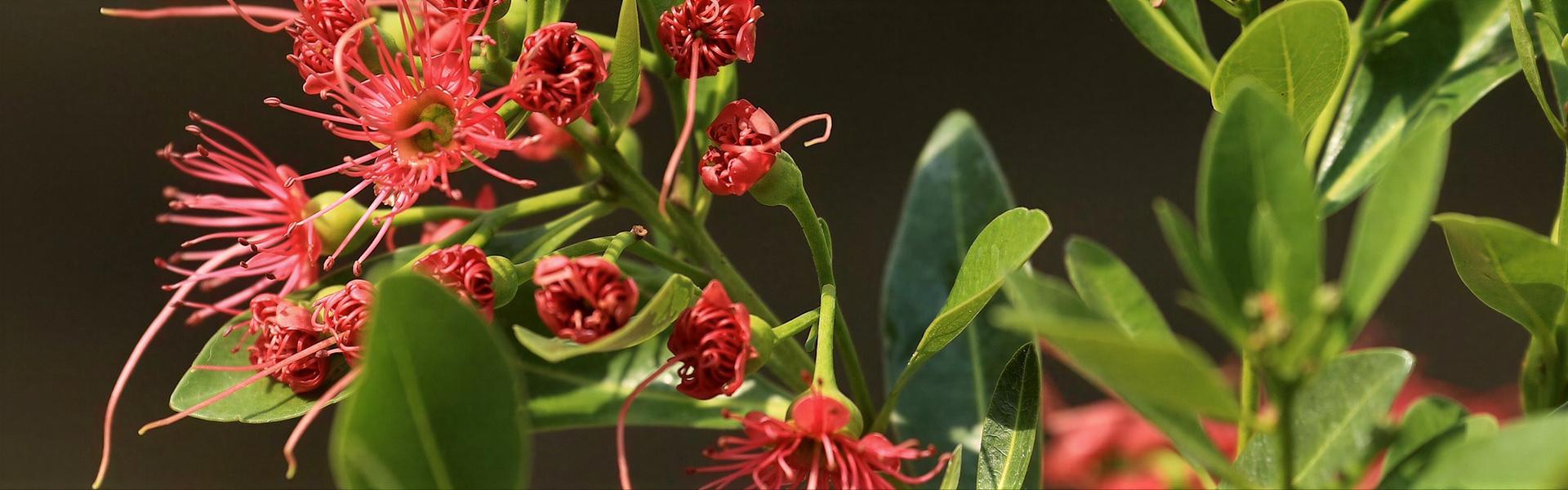 Flores y plantas nativas de Argentina (Acacia Mansa de flores rojas - Sesbania punicea)