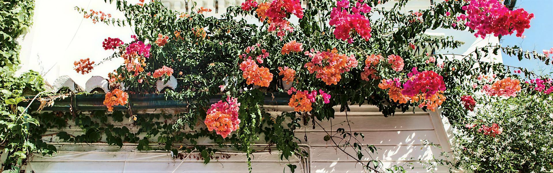 Enredaderas (guía rápida) ideales por sus flores y perfumes