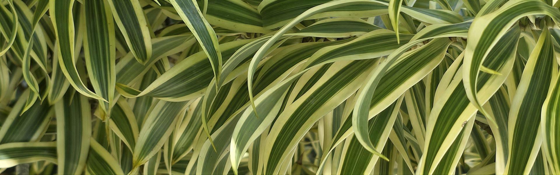EL TRONCO DE BRASIL, DRACENA ( DRACAENA FRAGANS )