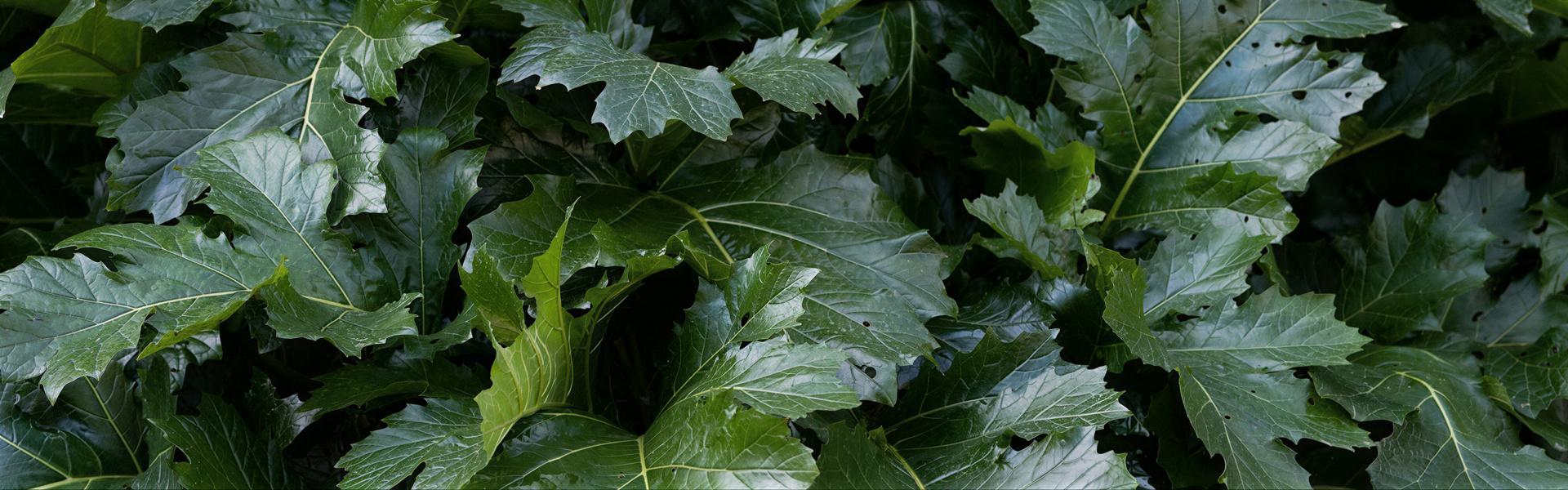 Acanto, Acanthus mollis