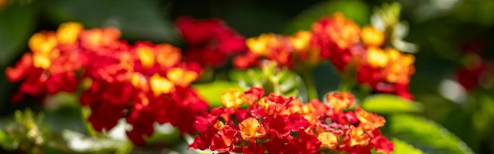Listado de plantas con “Flores” que pueden cultivarse en Argentina, letra “L”