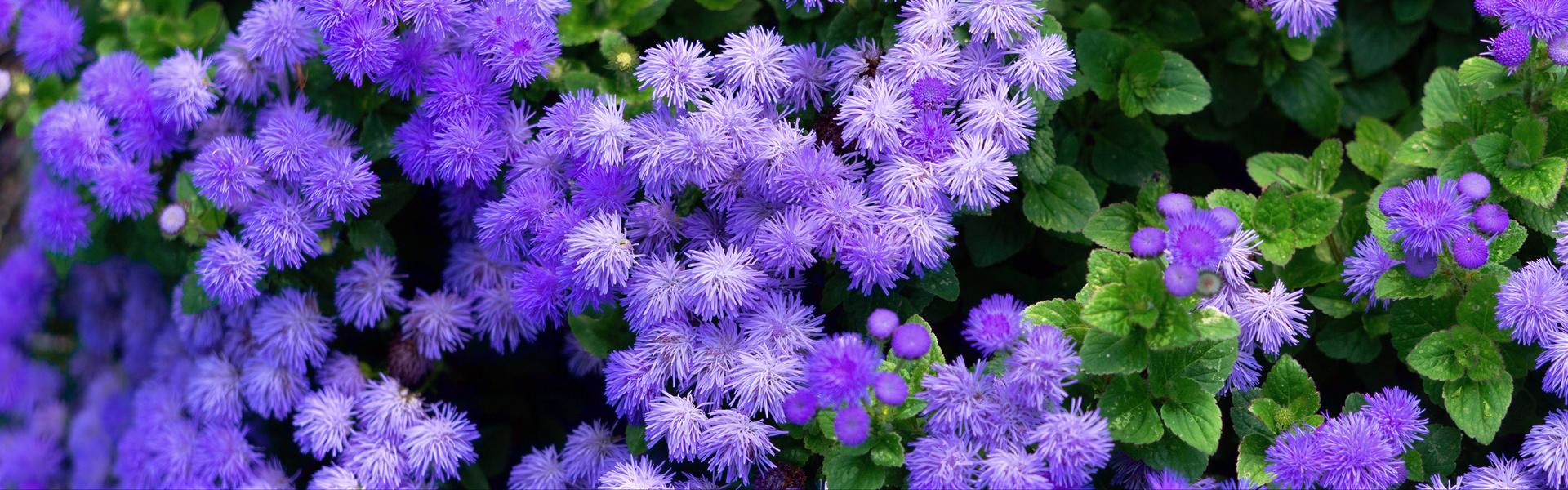 Agerato, Ageratum houstonianum