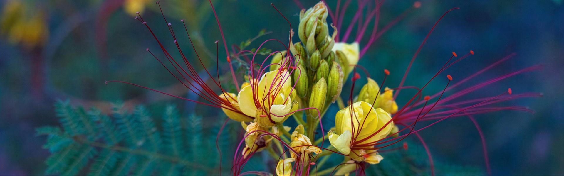 Caesalpinia gilliesii ( Lagaña de perro )