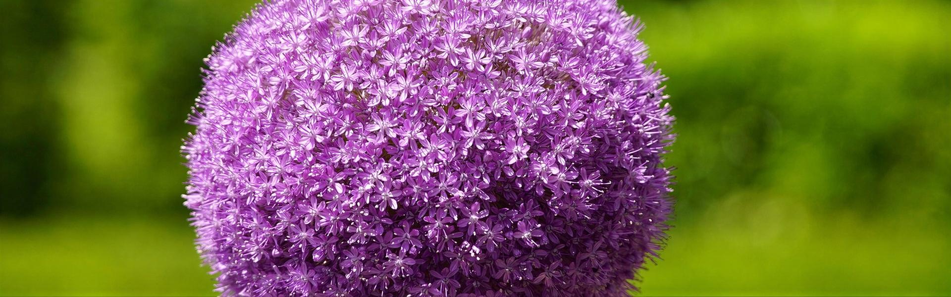 Allium, Allium caeruleum, Ajo ornamental