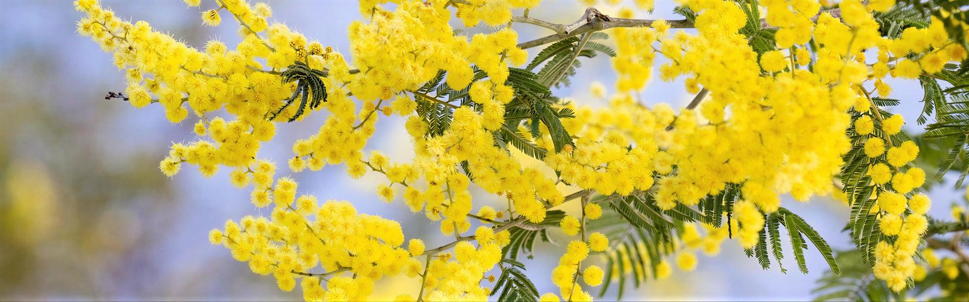 Mimosa (Acacia dealbata)