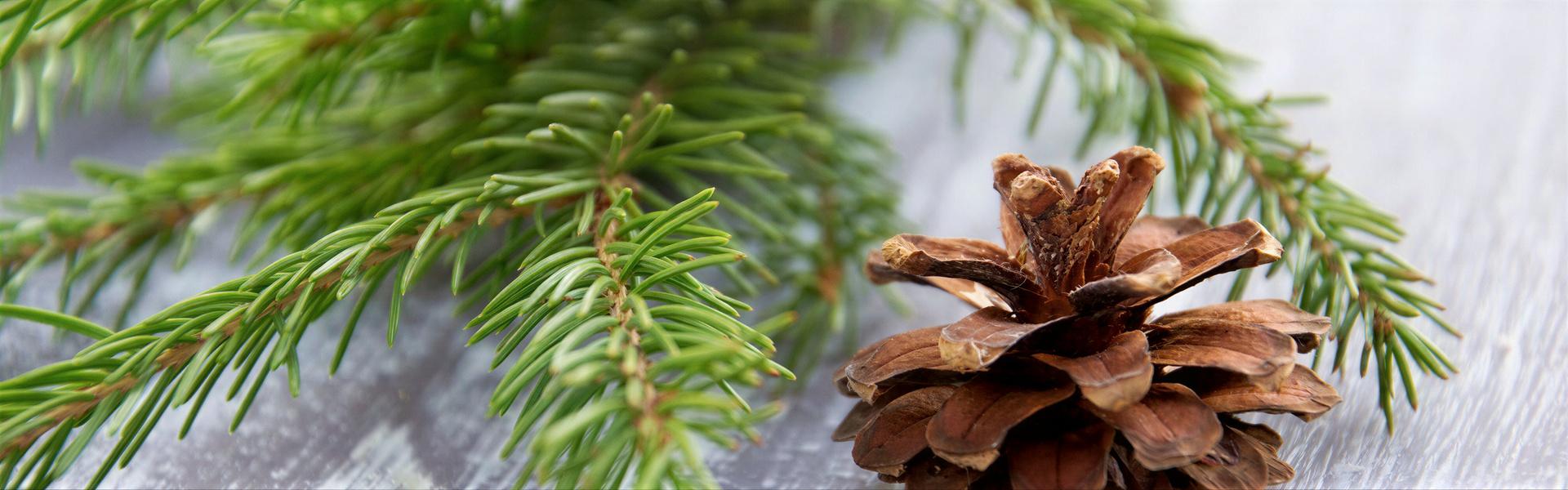 CONIFERAS: Porque se vuelven marrones y se secan