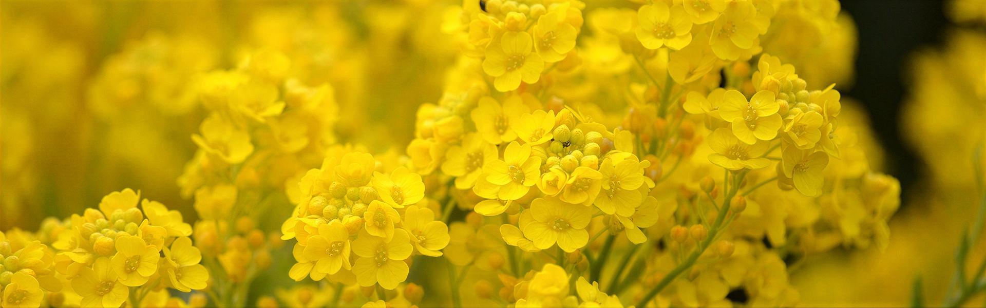 Aurinia saxatilis, Alyssum saxatile, Canastillo de oro