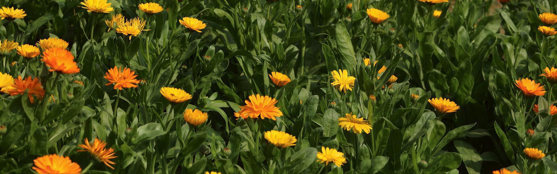 Caléndula, Caléndula officinalis