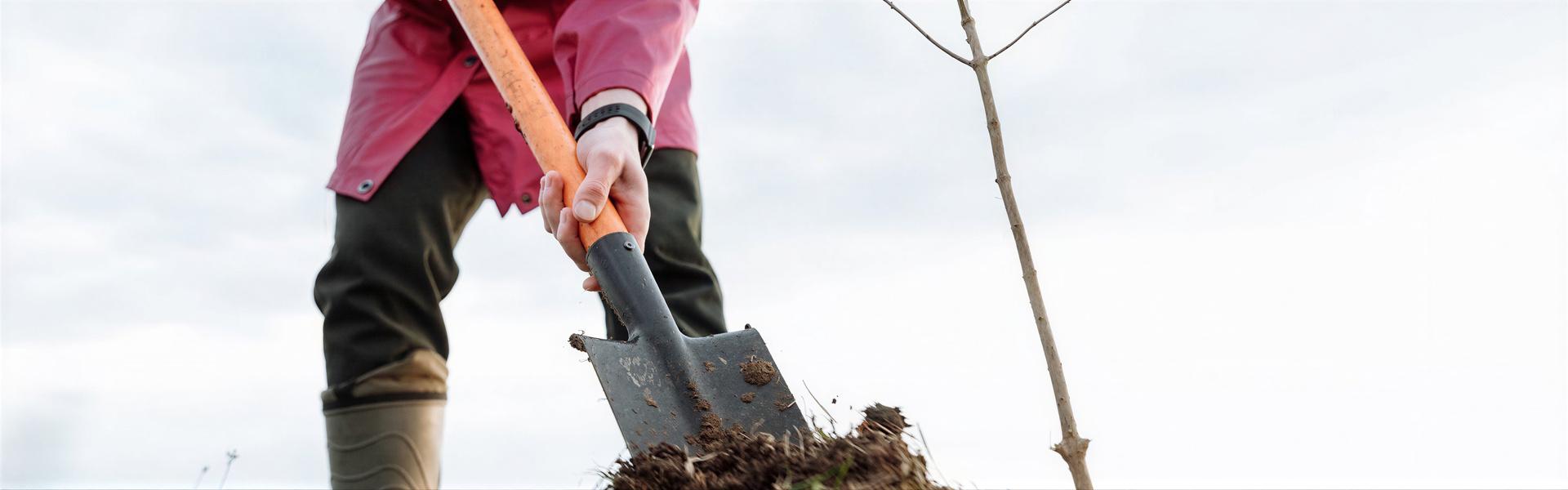 PLANTACION DE ARBOLES: en contenedores varios o raíz desnuda