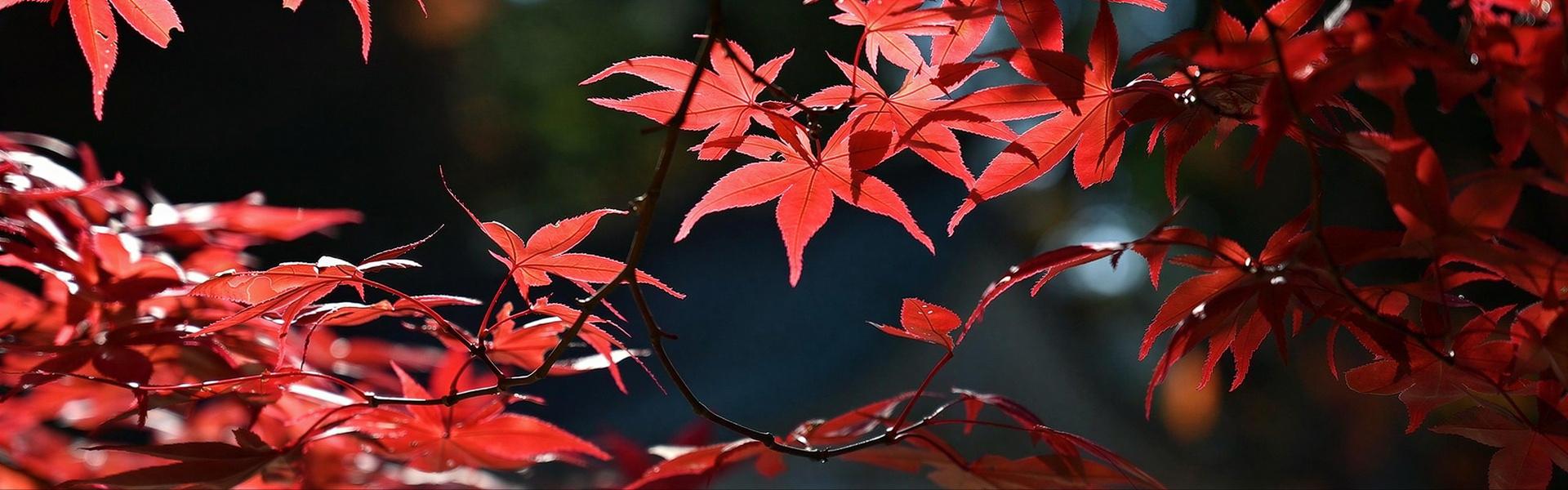 Plantas con frutos ornamentales en otoño e invierno